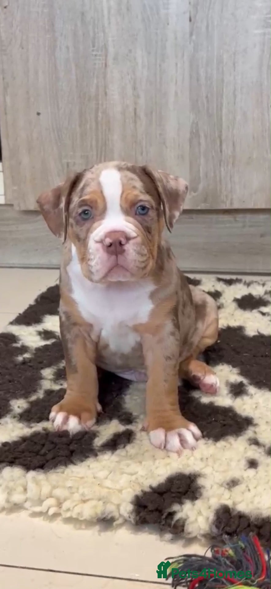 Olde English Bulldogge dogs Old English bulldogs  - Advert 2