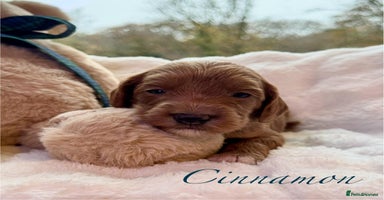 Australian Labradoodle dogs - Advert 2