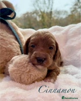 Australian Labradoodle dogs - Advert 2