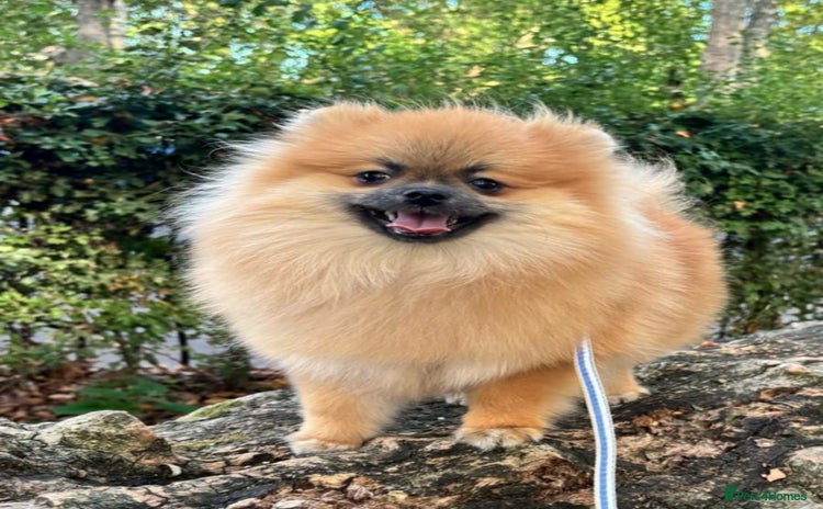 Pomeranian dogs in London - Advert 1