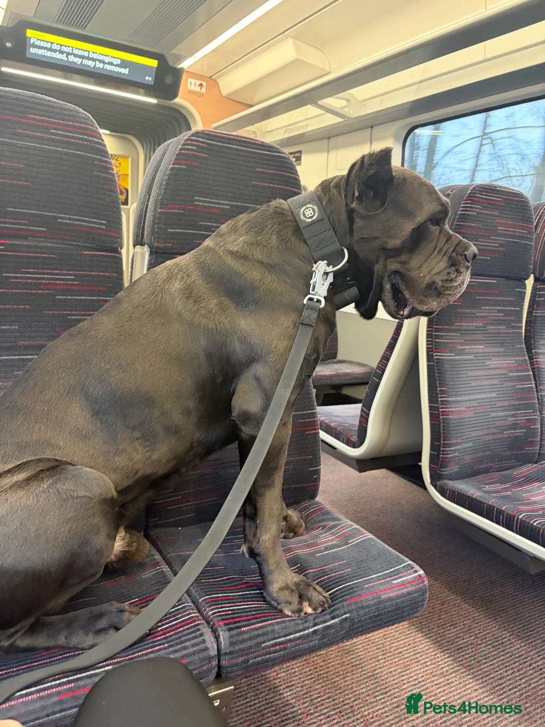 Cane Corso dogs for stud: Genuine Cane Corso Top Quality - Advert 6