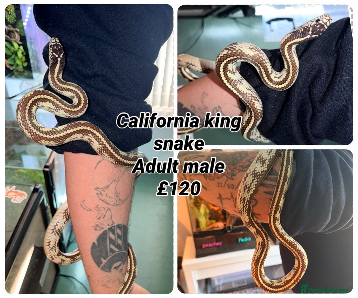Corn Snake reptiles multiple snakes available  - Advert 16