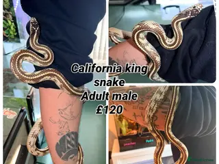 Corn Snake reptiles multiple snakes available - Advert 16