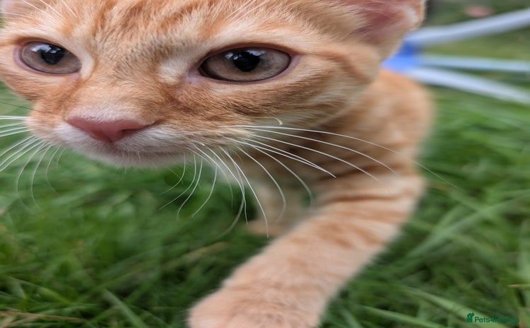 British Shorthair cats - Advert 2