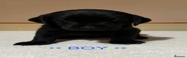 Dark Blue collar black pup
