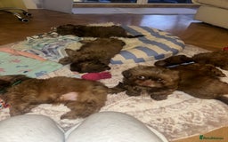 Shih Tzu dogs for sale: Stunning Karashishi Shih tzus - Image 16