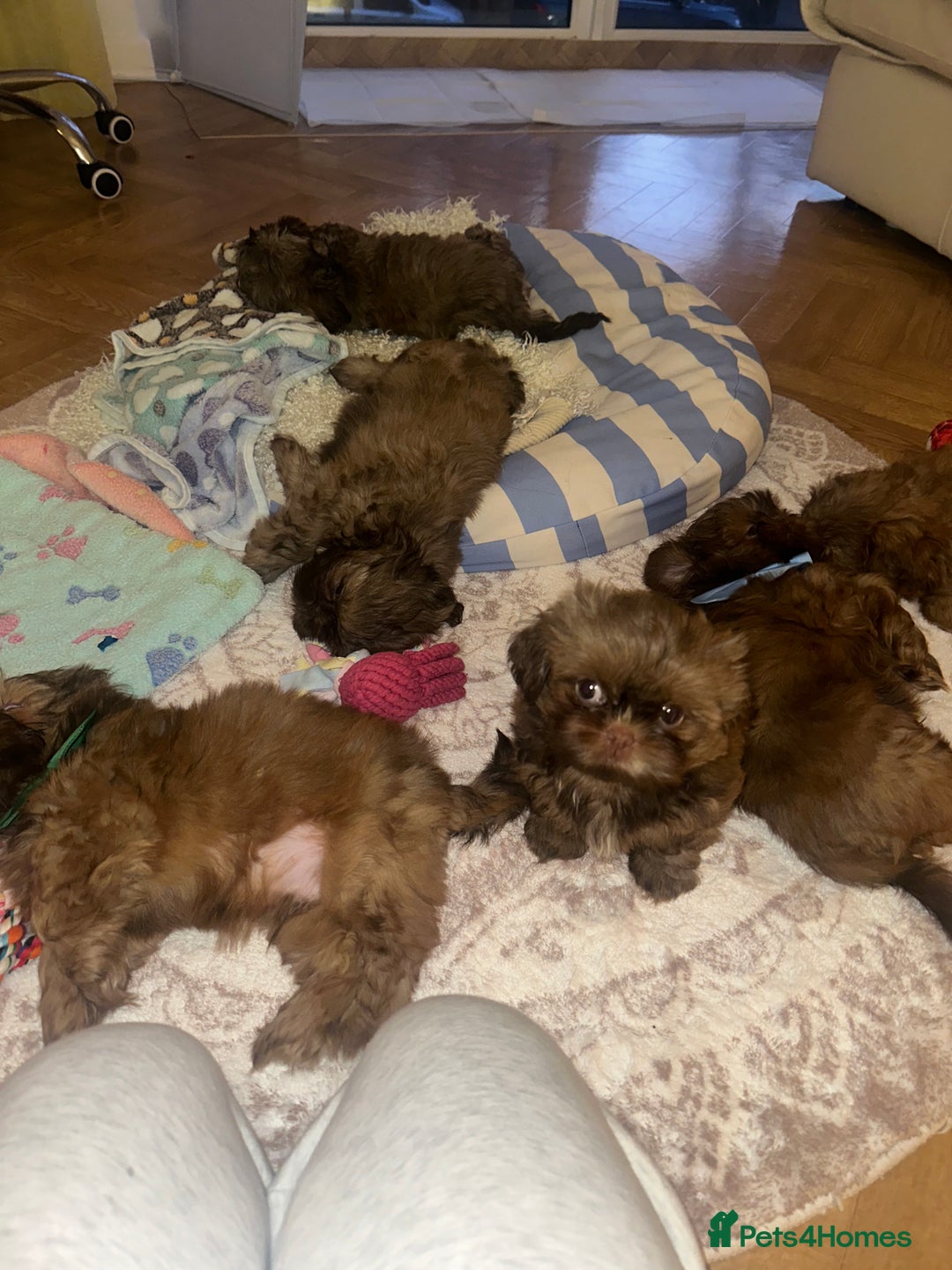 Shih Tzu dogs for sale: Stunning Karashishi Shih tzus - Image 16