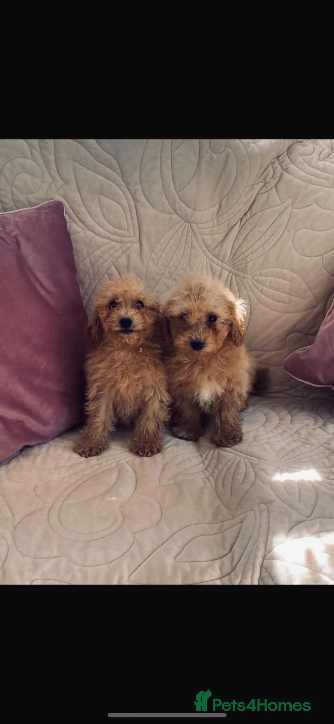 Cavachon dogs for sale: Beautiful f1 cavachon girls  in West Malling - Advert 2