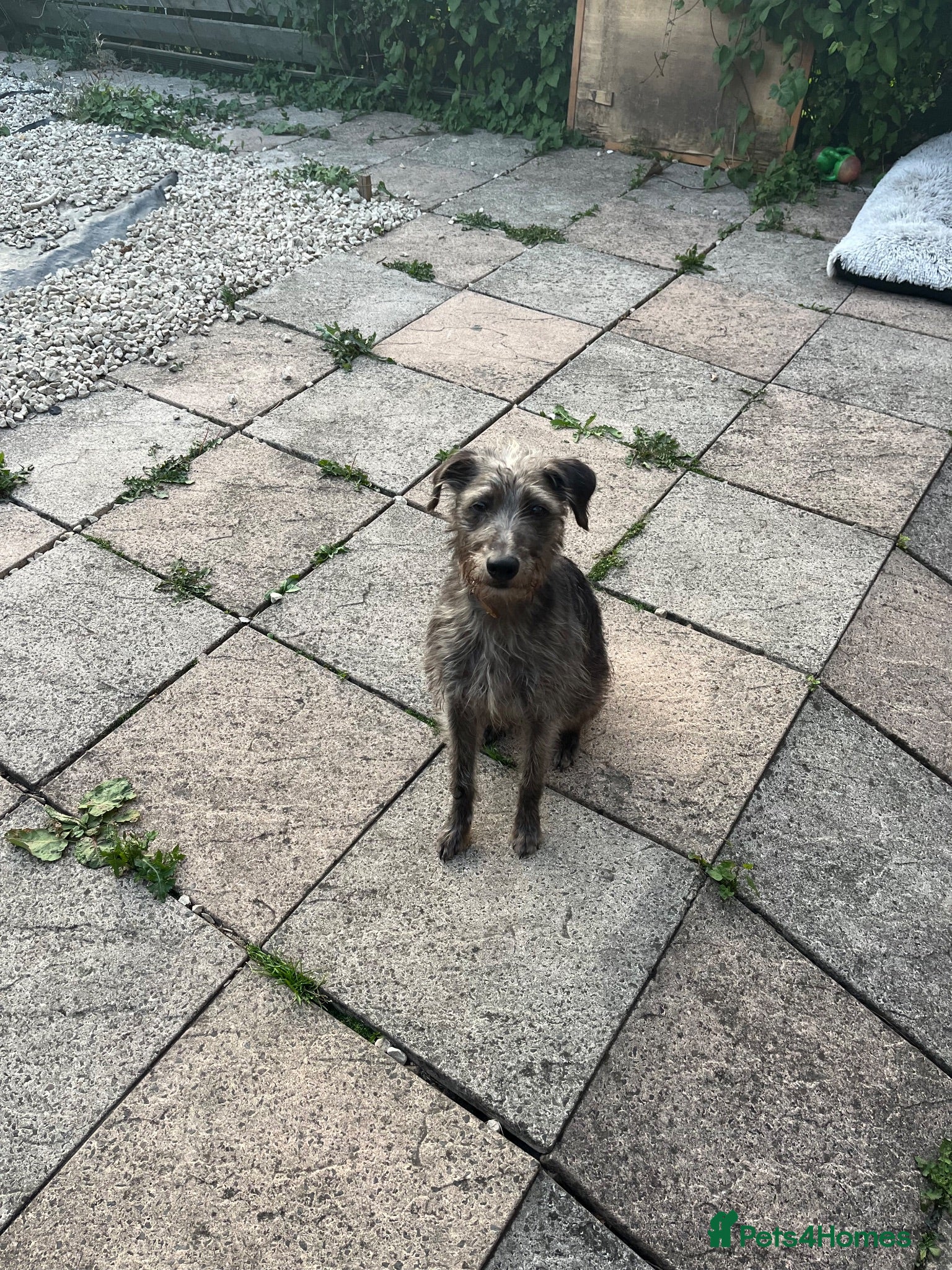 Mixed Breed dogs 4 year old Beddy whippet ideal companion dog - Advert 18
