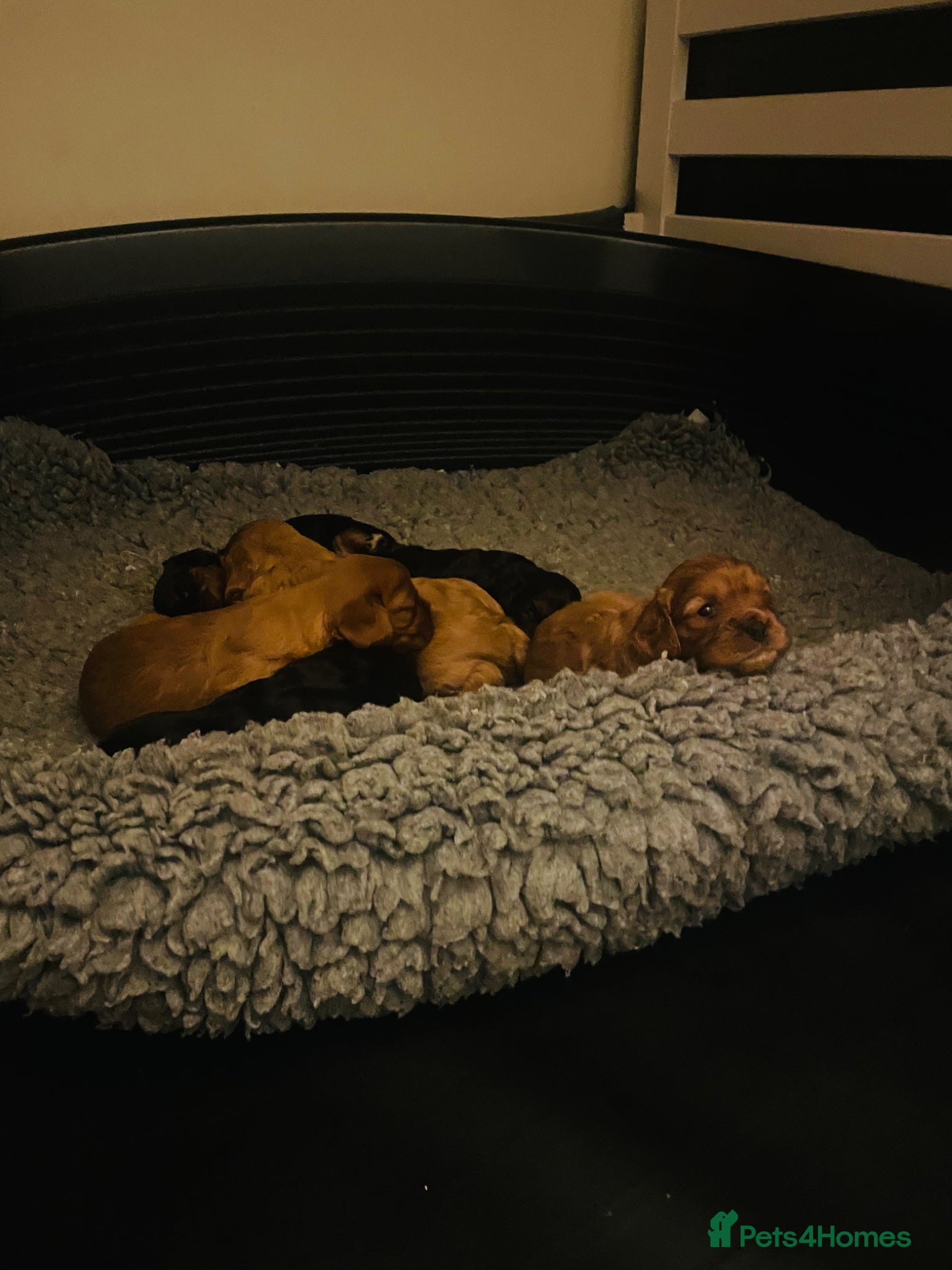 Cavalier King Charles Spaniel dogs for sale: King Charles cavalier babies  - Advert 22