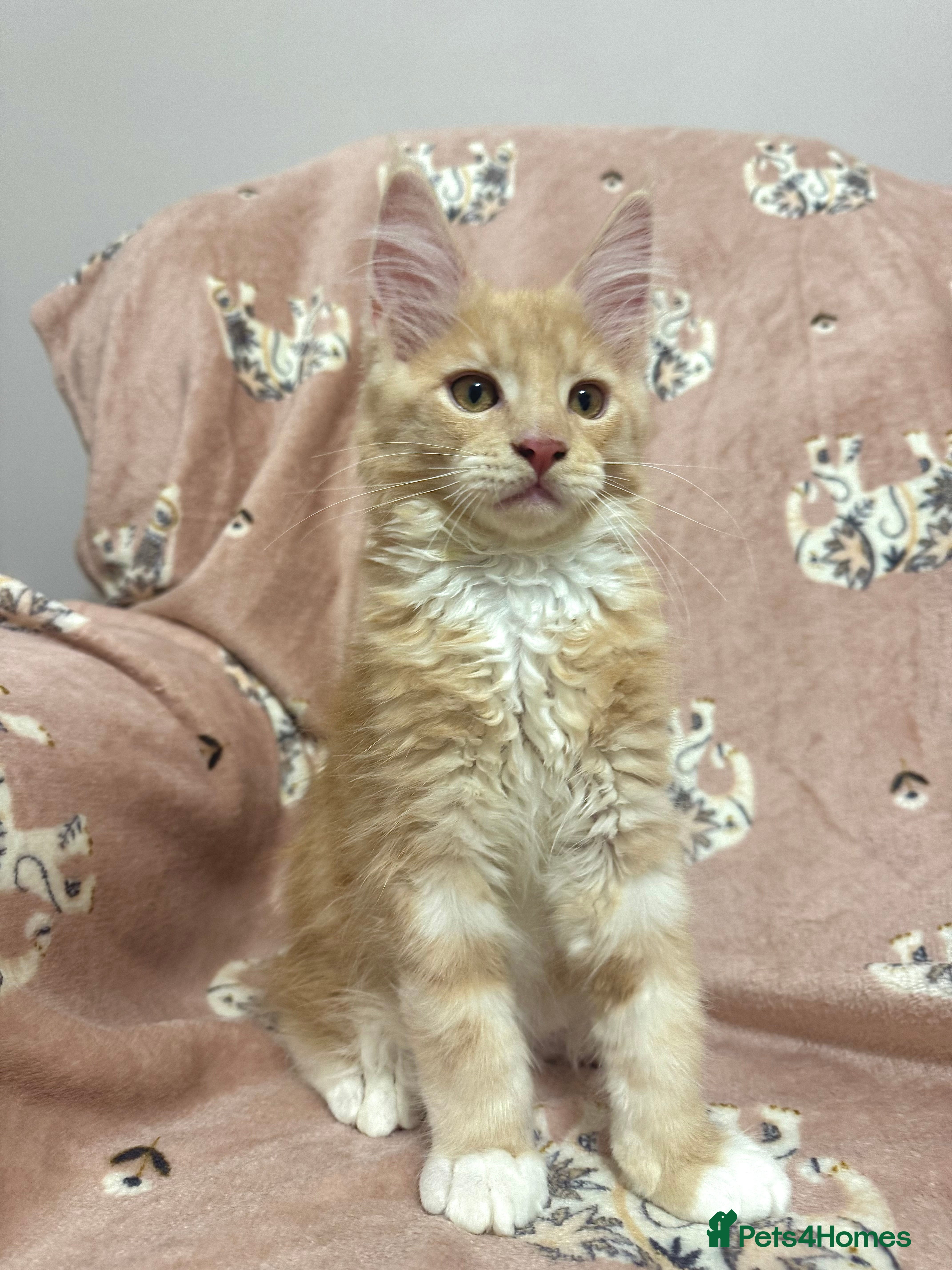 Maine Coon cats Maine Coon Kittens 🏆 20+ gen 🧬 pedigree 🎄🎄🎄 - Advert 8