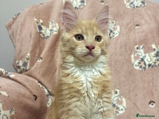 Maine Coon cats Maine Coon Kittens 🏆 20+ gen 🧬 pedigree 🎄🎄🎄 - Advert 18