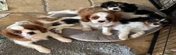 Cavalier King Charles Spaniel dogs for sale: Pedigree Cavalier King Charles Spaniel Puppies - Advert 8