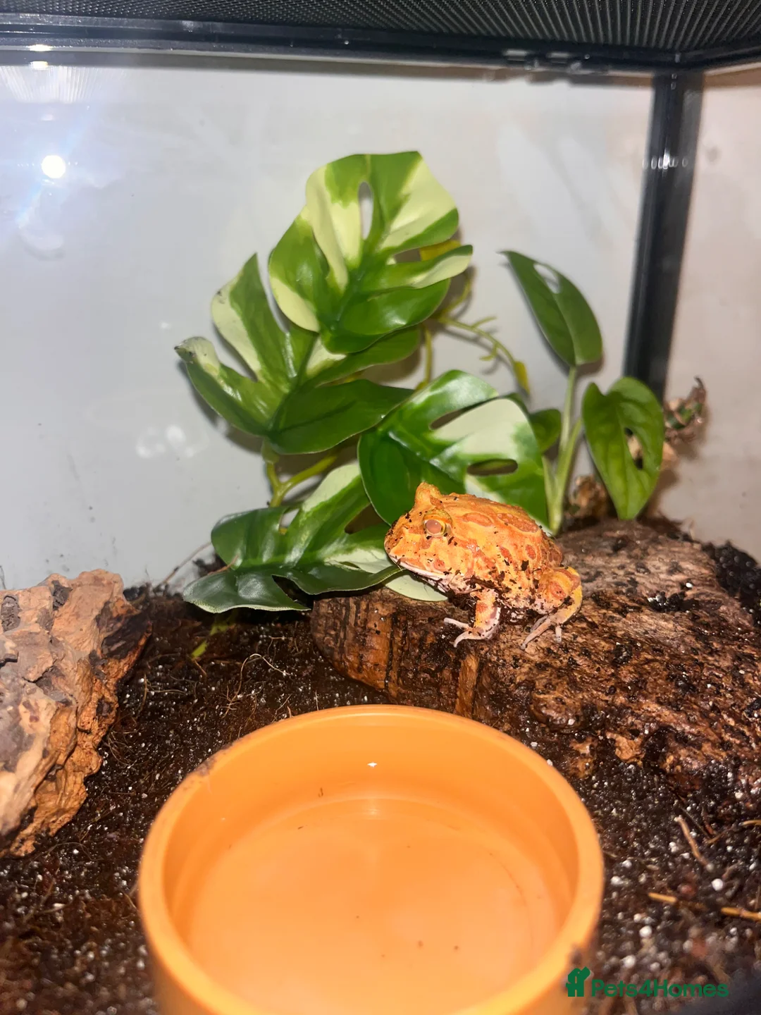 Mixed Breed invertebrates for sale: PAC-MAN frog  - Advert 1