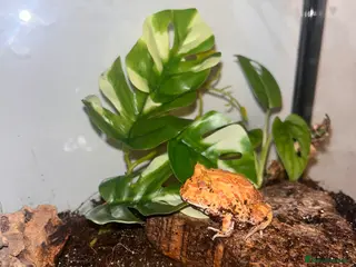 Mixed Breed invertebrates PAC-MAN frog - Advert 6