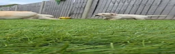 Labrador Retriever dogs for sale: 3 Beautiful Labs for sale 2x Boys 1x Girls  - Advert 14