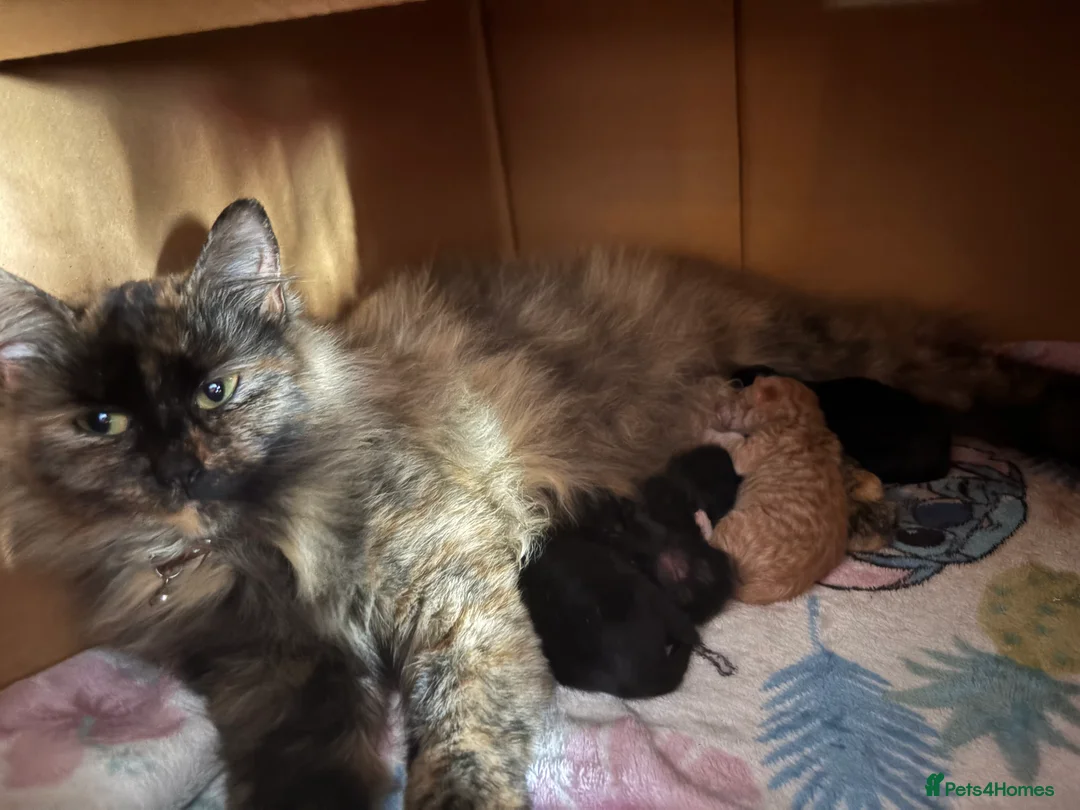 Mixed Breed cats for sale: Ready to go. Very soft&cuddly Longhair girl - Advert 3