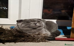 Scottish Fold cats for sale: Last British Shorthair kitten - Advert 37