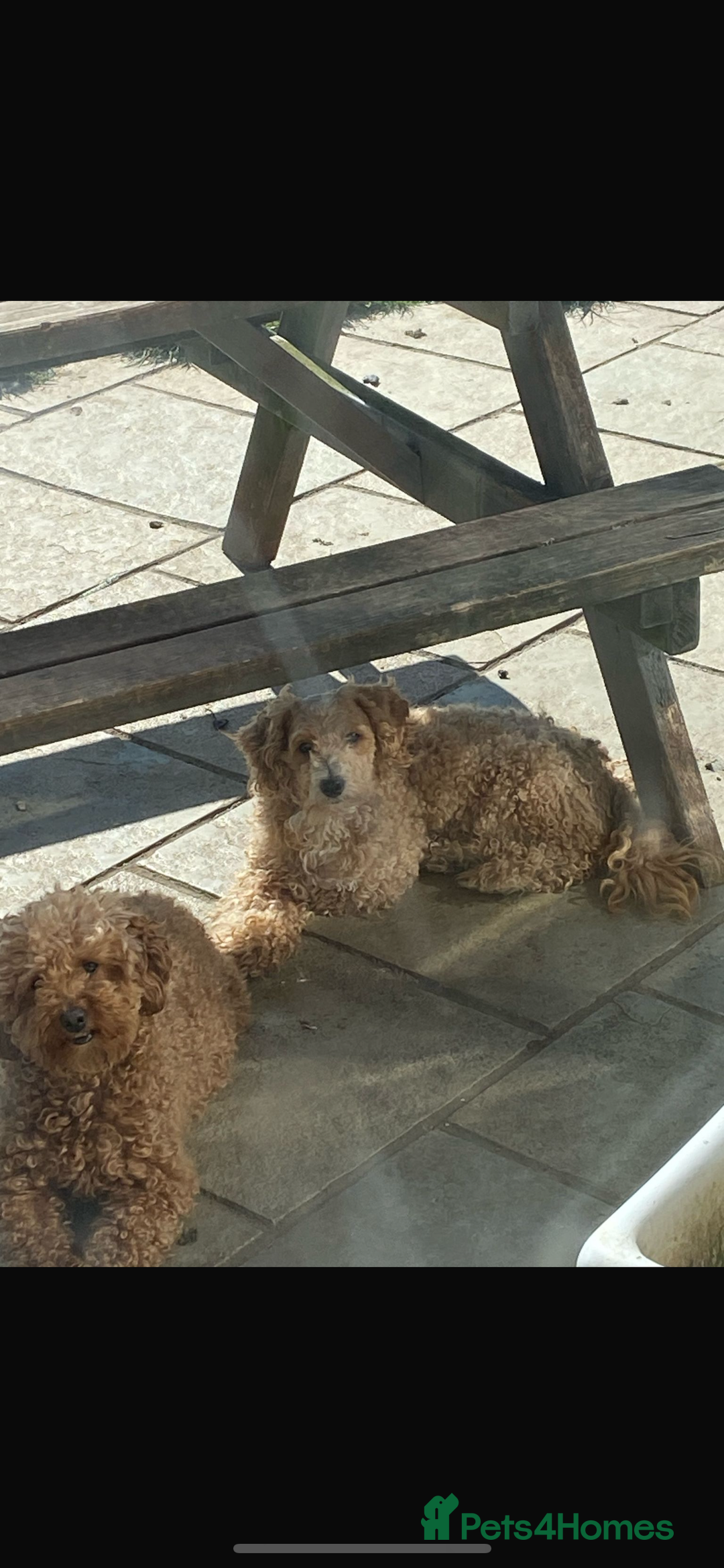 Doxiepoo dogs for sale: Jasper - 12 Months Dachshund/Poodle Mix  - Advert 8