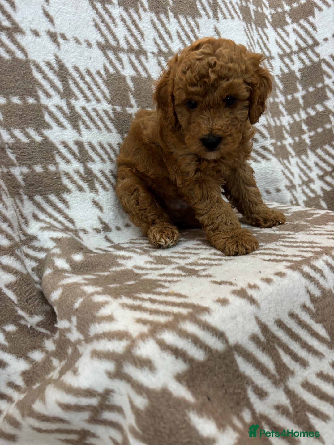 Cavapoo dogs for sale: Beautiful Fox 🦊 Red Cavapoos  - Image 5
