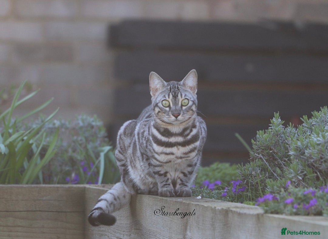 Bengal cats for sale: 🌟Pedigree bengal kittens🌟 - Image 17
