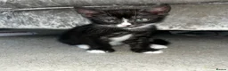Mixed Breed cats for sale: 2x 8 weeks Beautiful kittens - Advert 5