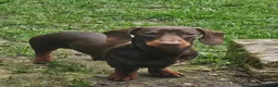 Miniature Dachshund dogs for sale: 4 adorable miniature daschund pups - Advert 2
