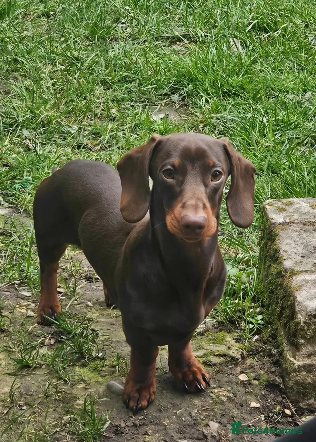 Miniature Dachshund dogs for sale: 4 adorable miniature daschund pups - Advert 2