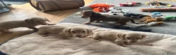 Dachshund dogs for sale: Stunning longhaired creams and shaded cream pups - Advert 6