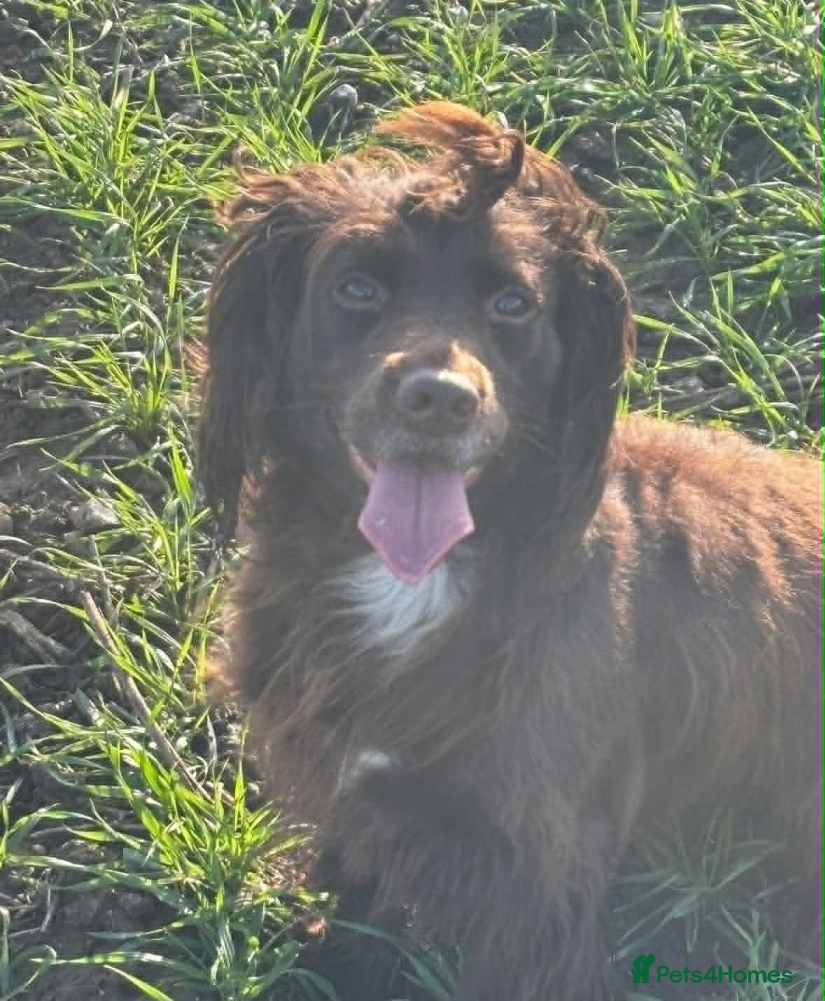 Mixed Breed dogs Cockeranians ! 5 girls 2 boys - Advert 1