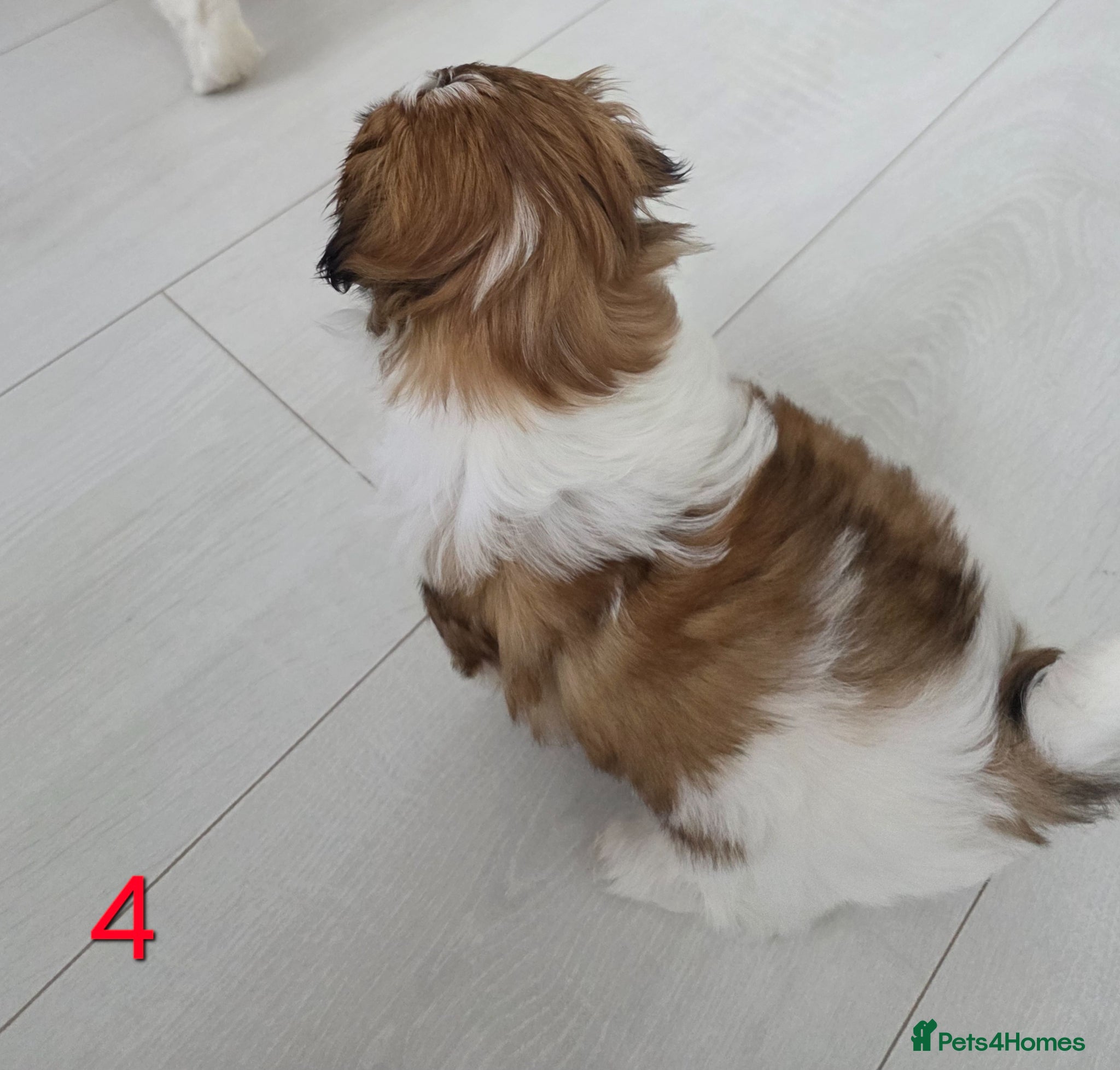 Mixed Breed dogs for sale: Beautiful 4 puppies (4 boys) - Advert 18