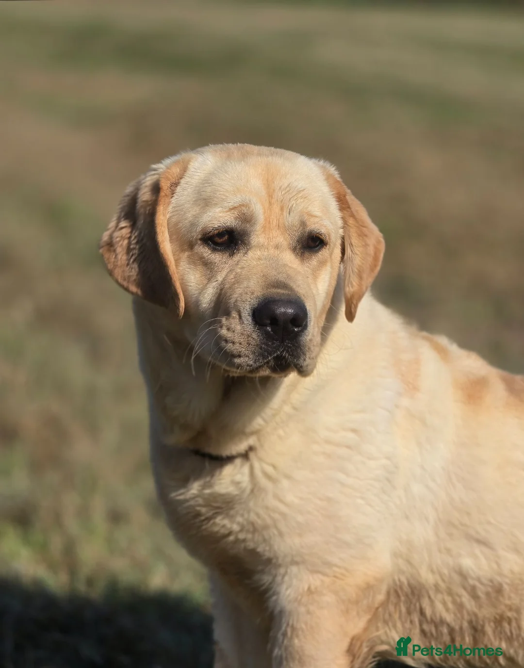 Labrador Retriever dogs for sale: 9 Month Old Female Labrador  - Advert 2