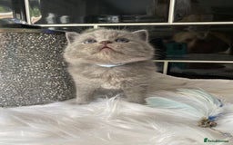 British Shorthair cats for sale: GCCF REG HEALTH TESTED KTTENS AVAILABLE 🥰 - Image 14