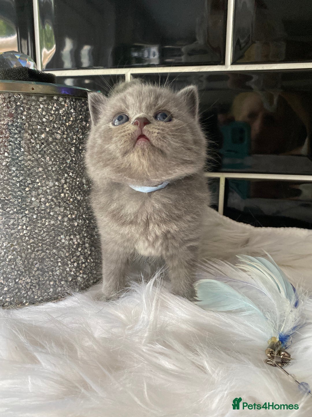 British Shorthair cats for sale: GCCF REG HEALTH TESTED KTTENS AVAILABLE 🥰 - Image 14