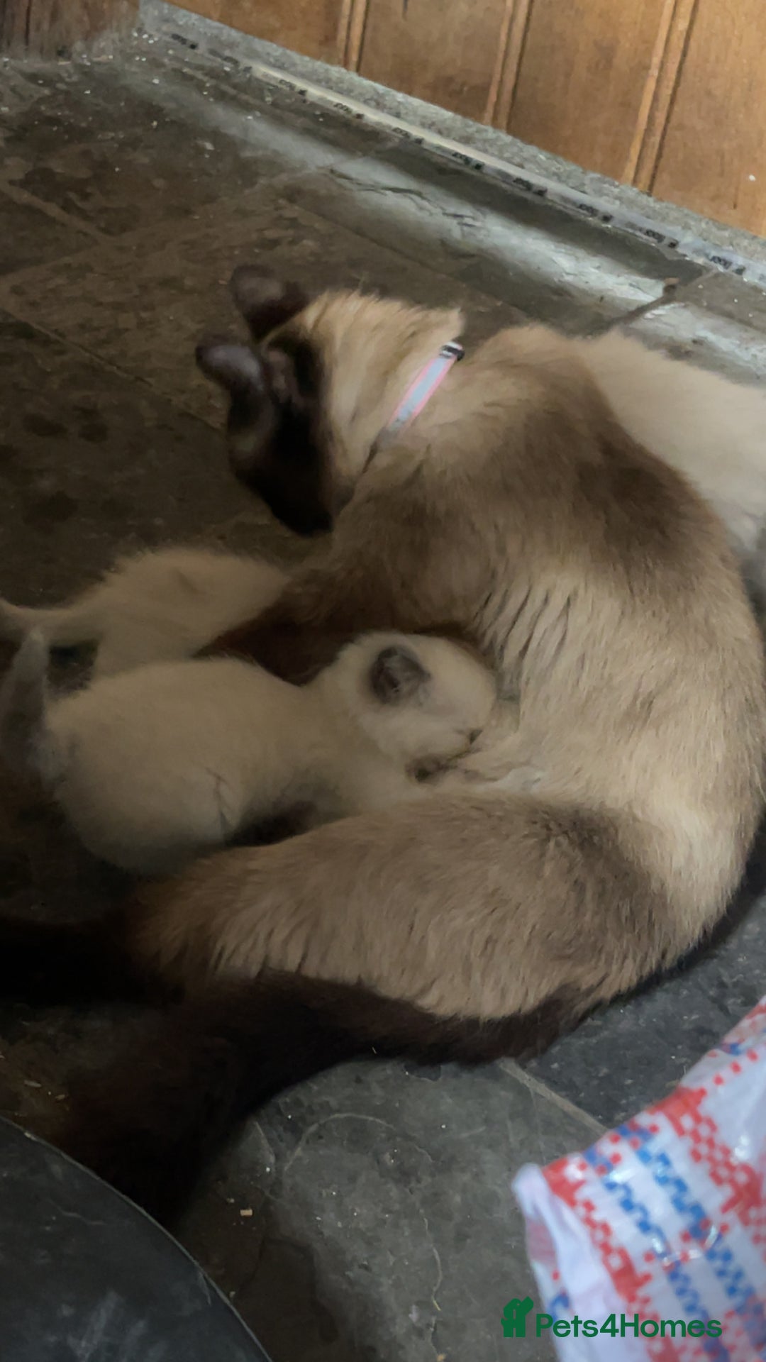 Ragdoll cats for sale: Beautiful pedigree ragdoll kittens - Image 7