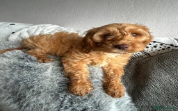 Cockapoo dogs for sale: Cockapoo puppy for sale - Image 2