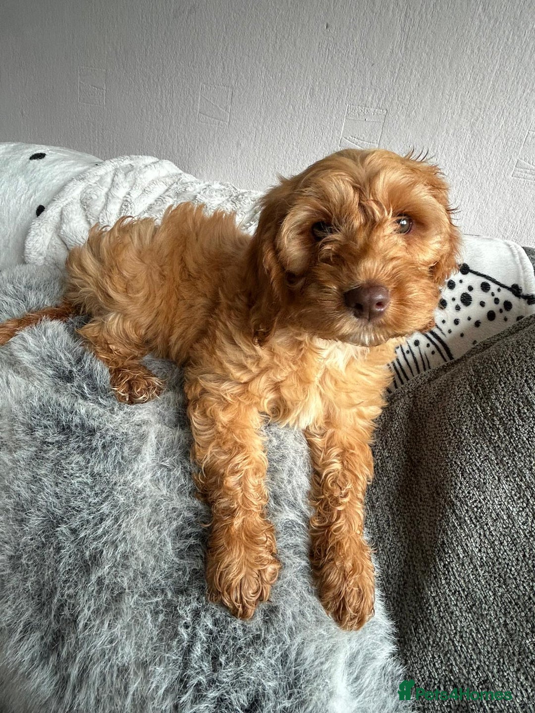 Cockapoo dogs for sale: Cockapoo puppy for sale - Image 2