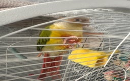 Conures birds for sale: Conures  - Image 1