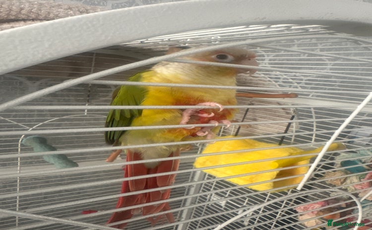 Conures birds - Advert 1