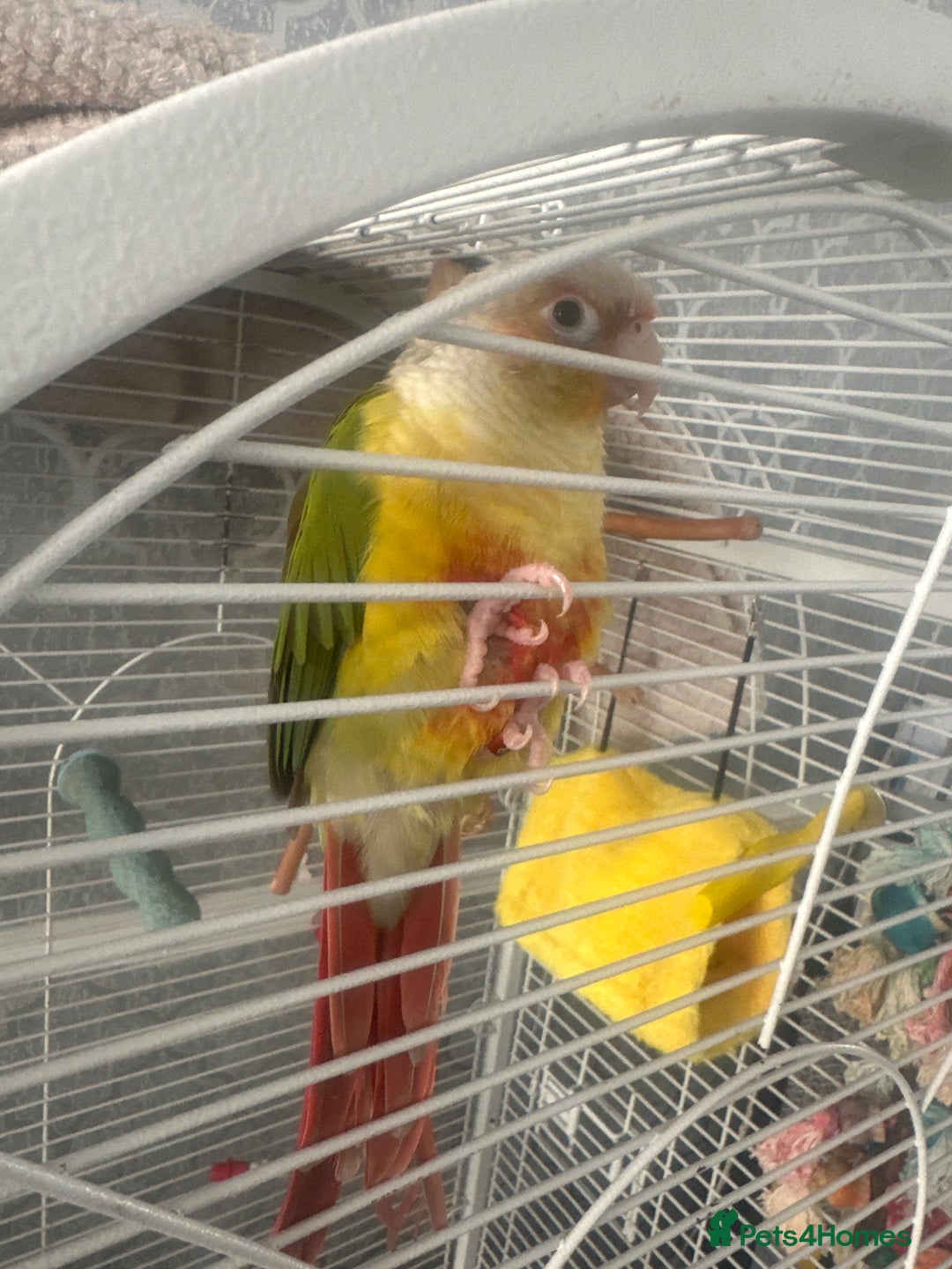 Conures birds for sale: Conures  - Image 1