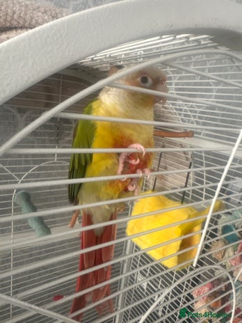 Conures birds - Advert 6