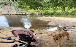 Labrador Retriever dogs for sale: Handsome Redfox Labrador - Image 3