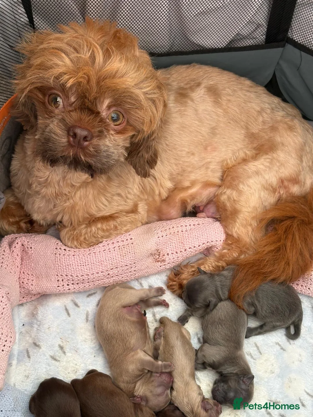 Shih Tzu dogs for sale: KC Health Tested Female - Keeper Originally  - Advert 2