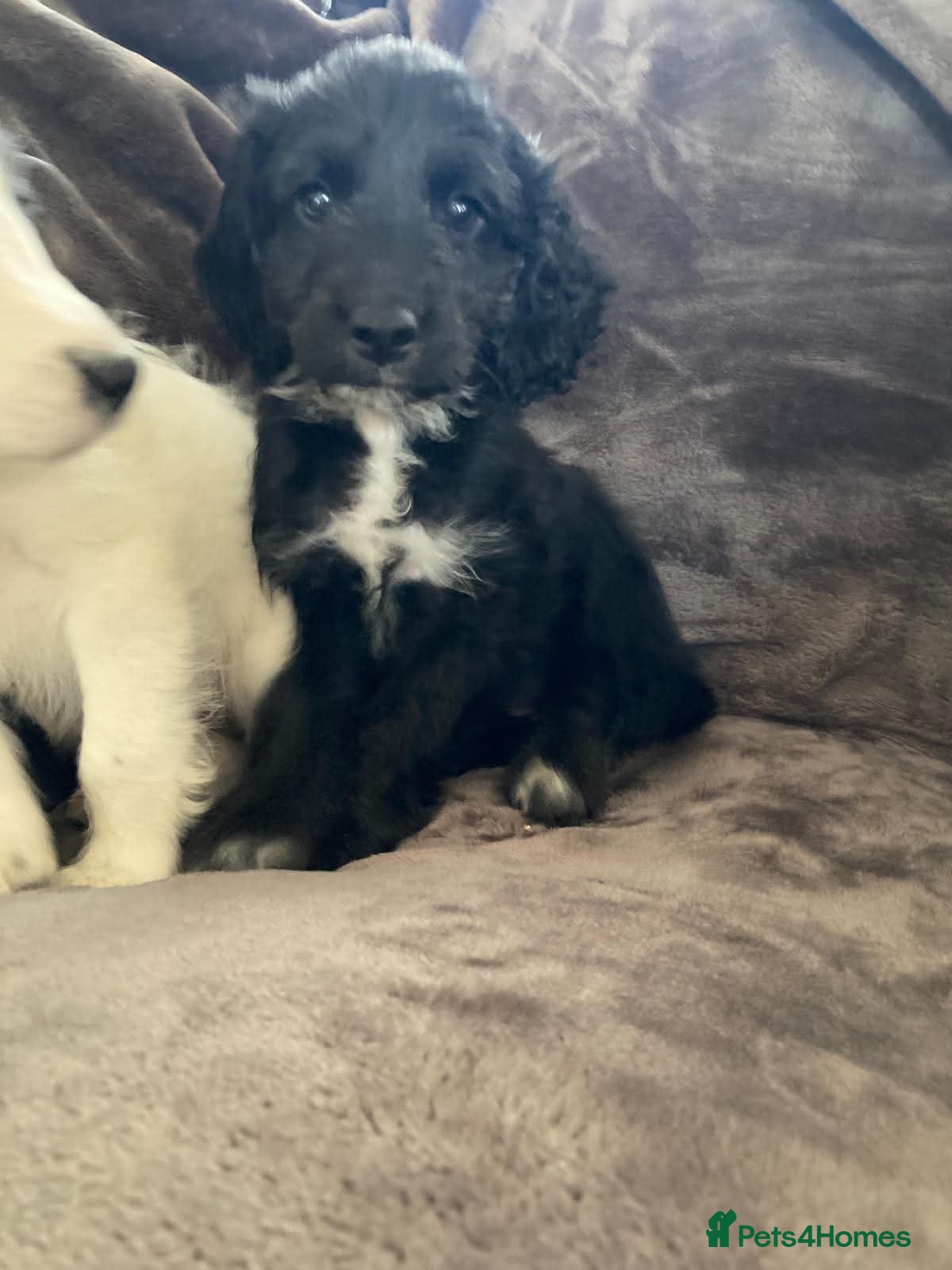 Cockapoo dogs Ready now beautiful cockapoo puppies  - Advert 5