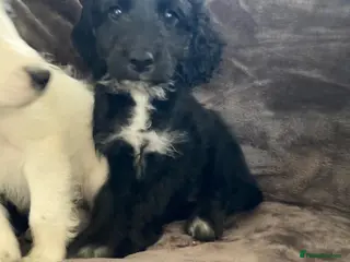 Cockapoo dogs Ready now beautiful cockapoo puppies - Advert 16