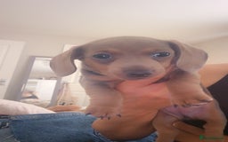 Dachshund dogs for sale: 3 female miniature dashounds  - Image 7