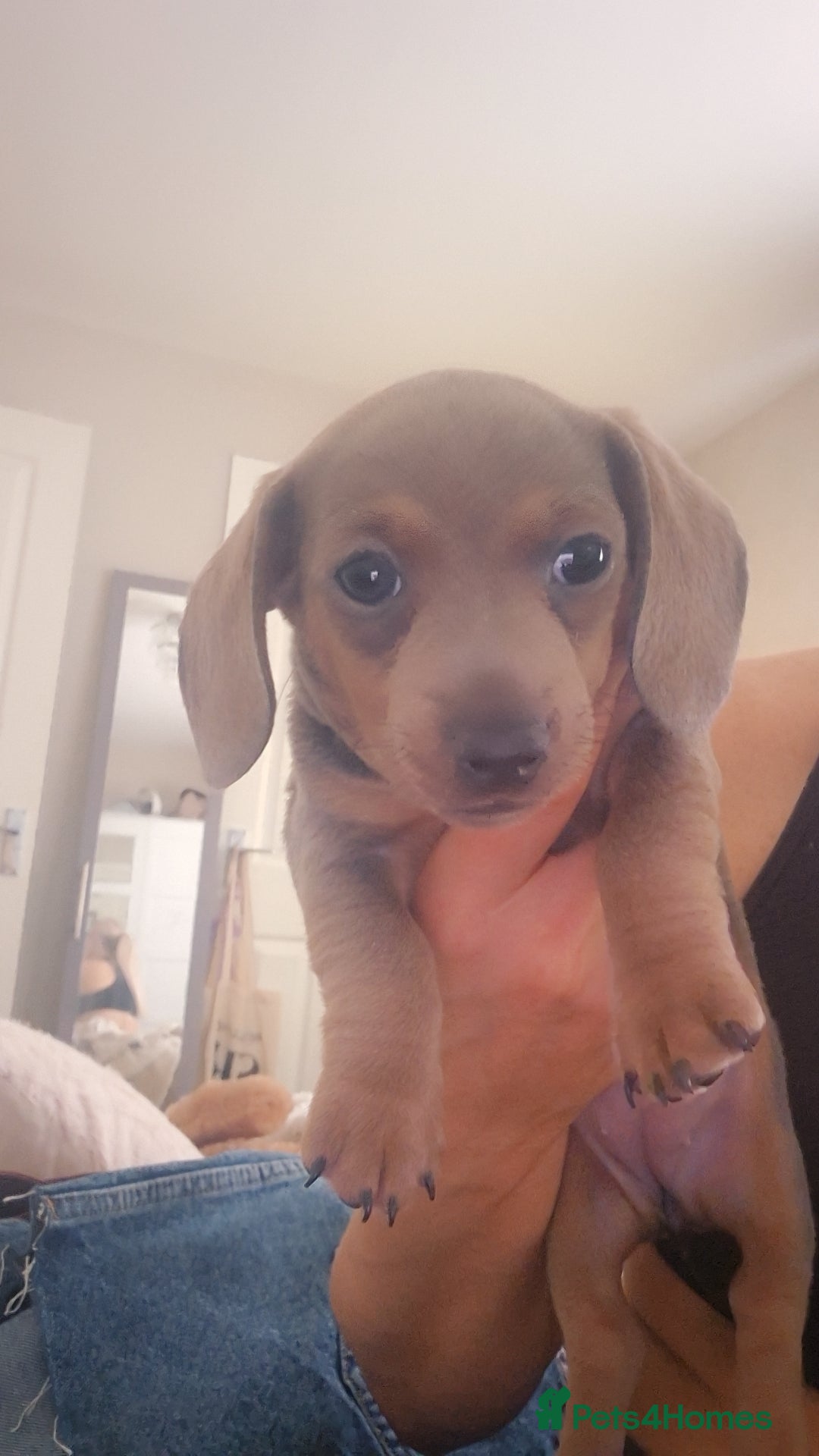 Dachshund dogs for sale: 3 female miniature dashounds  - Image 7