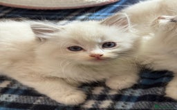 Ragdoll cats for sale: ✨ Gorgeous Ragdoll Kittens – Ready to Reserve! ✨ - Image 5