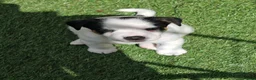 Jack Russell dogs for sale: BEAUTIFUL JACK RUSSELL PUPPIES AVAILABLE - Advert 8