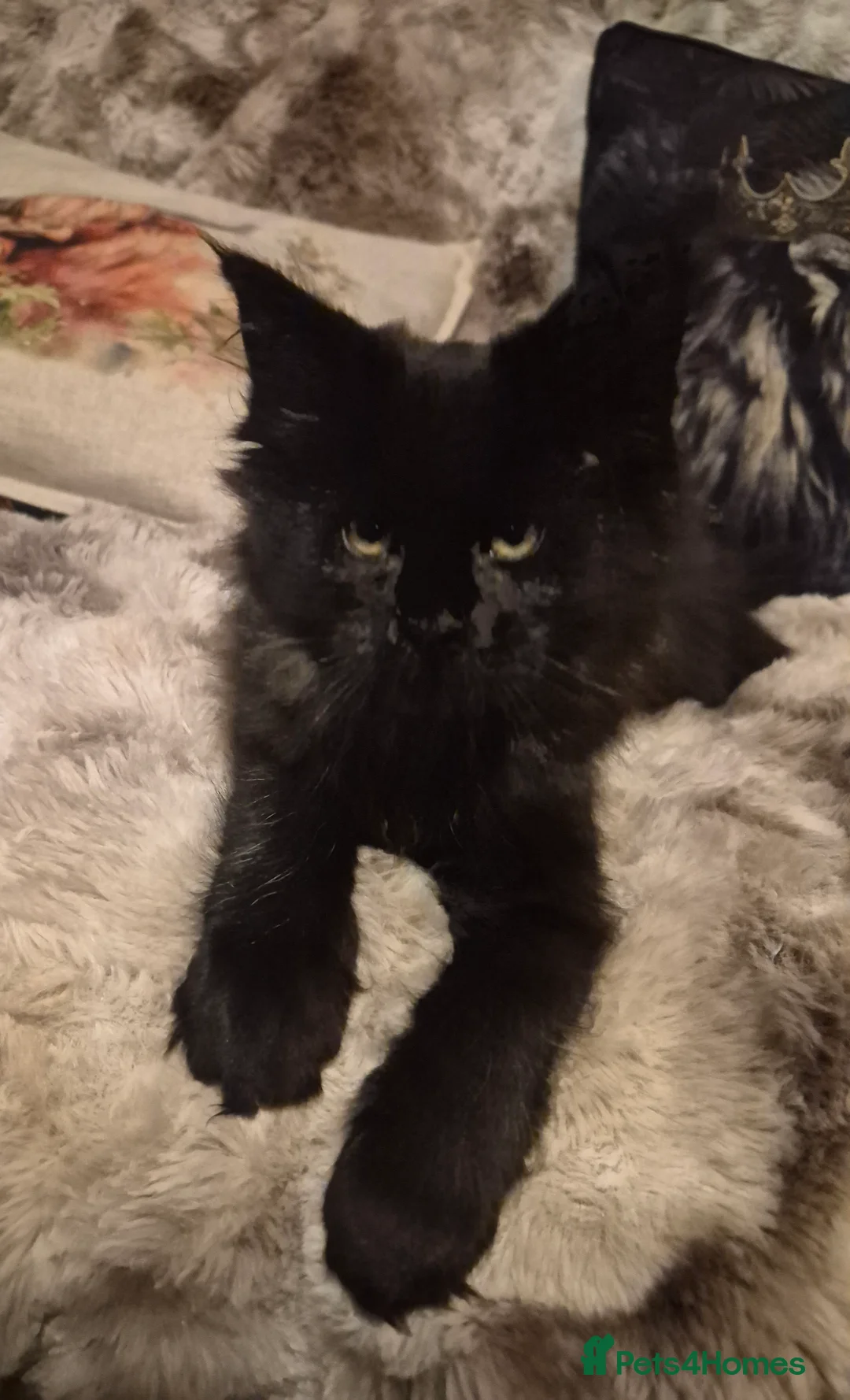 Maine Coon cats for sale: Mainecoon kittens in Plymouth - Advert 3